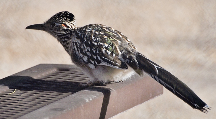 roadrunner